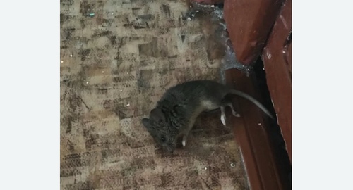 Дезинфекция от мышей в Киржаче