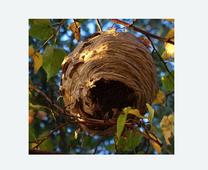 Обработка от шершней в Киржаче