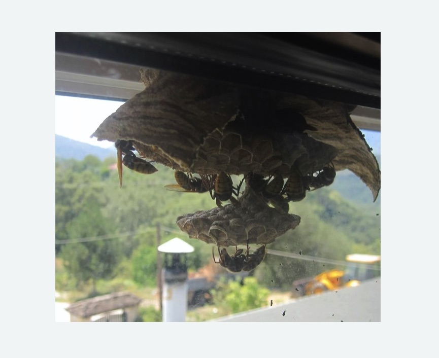 Уничтожение гнёзд шершней в Киржаче