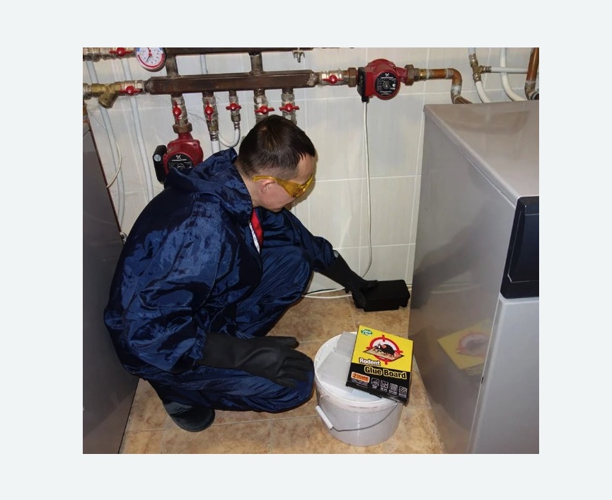 Уничтожение крыс в Киржаче