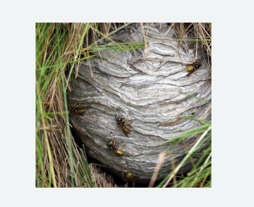 Уничтожение ос и ульев в Киржаче